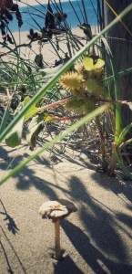 La spiaggia di Paestum, oltre l'Oasi Dunale Legambiente