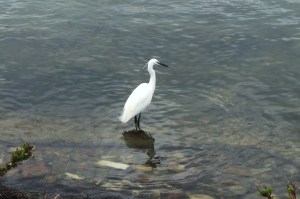 birdwhatching laguna di Orbetello