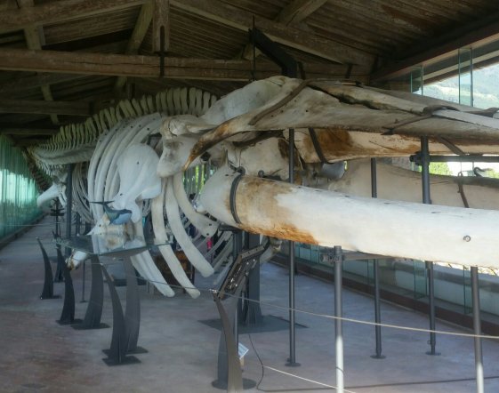 museo storia naturale calci