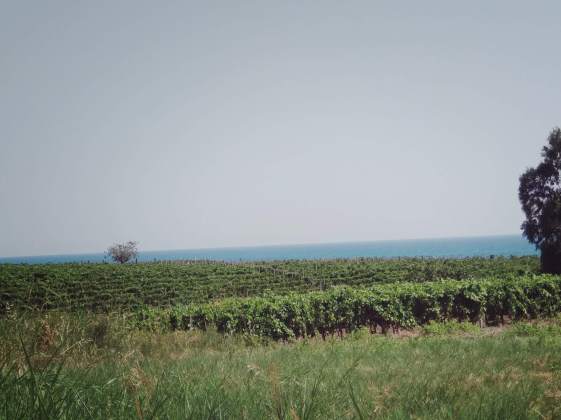 vigneti torre melissa