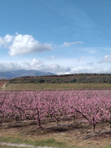 piana di sibari peschi in fiore