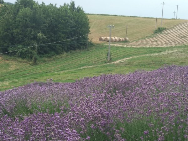 lavanda-sale-san-giovanni