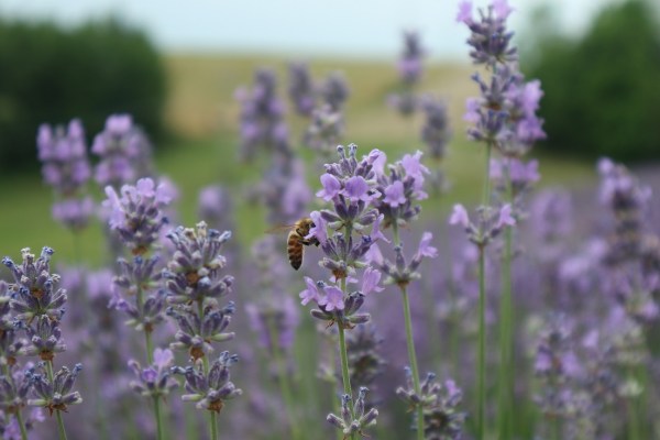 fioritura-lavanda-api