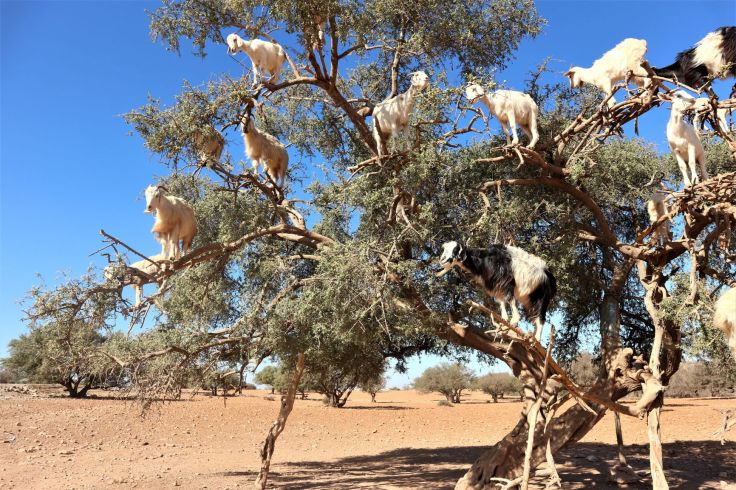 goat tree