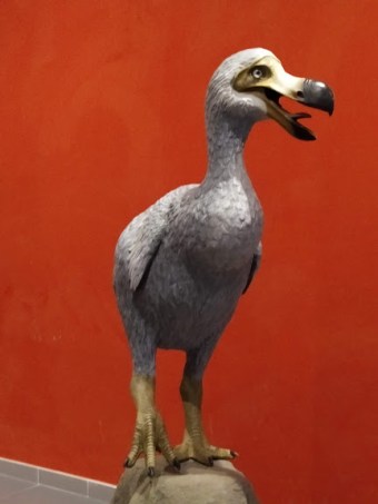aosta_dinosauri-in-carne-e-ossa_dodo