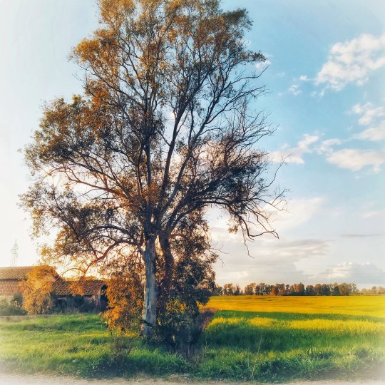 campagna ostia antica