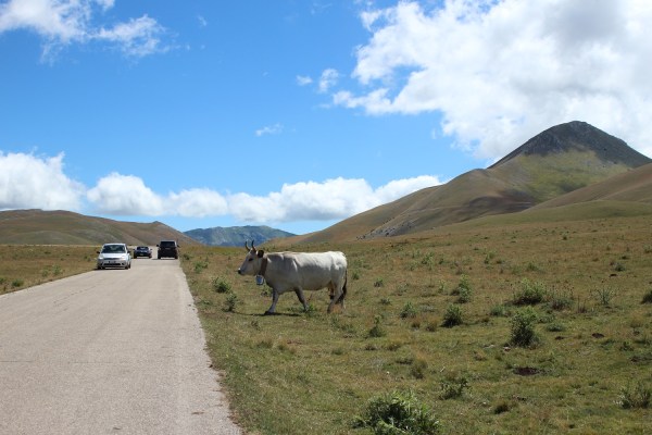 campo-imperatore-mucche