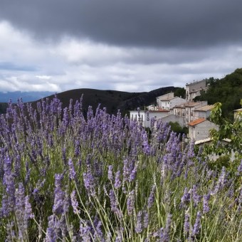 santo-stefano-di-sessanio-lavanda
