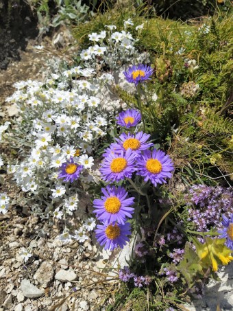 campo-imperatore-fiori