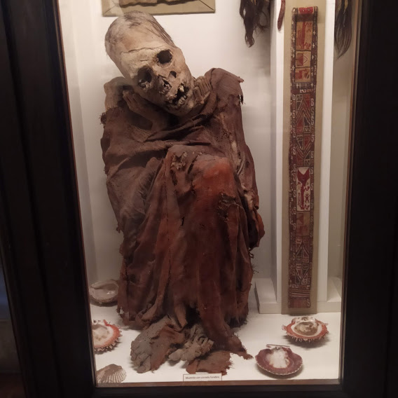 museo di antropologia firenze